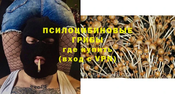 сатива Каменка